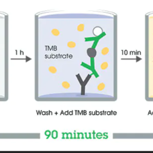 Human Tau ELISA Kit
