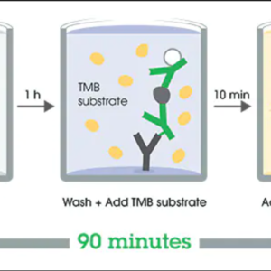 Human Alpha-synuclein ELISA Kit
