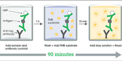 Human Alpha-synuclein ELISA Kit