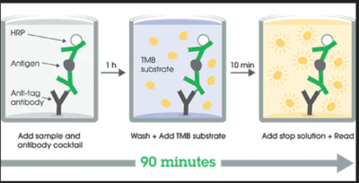 S100B ELISA Kit