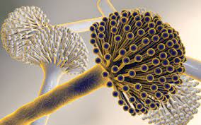 Mycotoxin confirmatory analysis