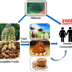 Aflatoxin testing