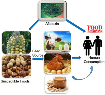 Aflatoxin testing