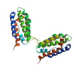 Human IL-10 ELISA Kit