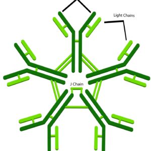IgM Antibody