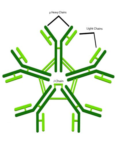 IgM Antibody