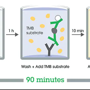 Human IgM ELISA Kit