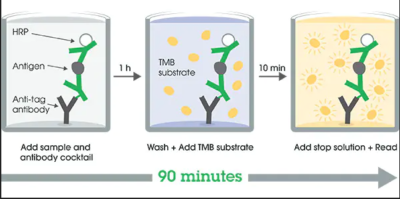 Human IgM ELISA Kit