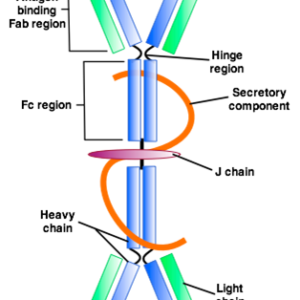 IgA Antibody