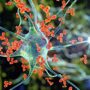 Neuroscience Antibodies