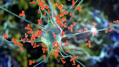 Neuroscience Antibodies